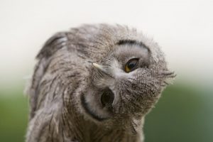 owl-neck-l